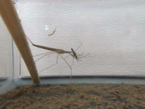 ミズカマキリ属