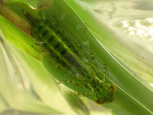 クロスジギンヤンマ
