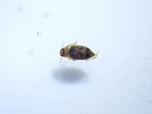 チャイロチビゲンゴロウ