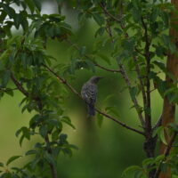 イソヒヨドリ