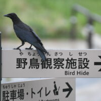 ハシボソガラス