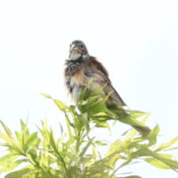 ホオアカ