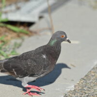 カワラバト（ドバト）