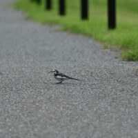 ハクセキレイ