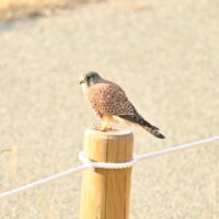 チョウゲンボウ