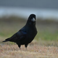 ハシブトガラス