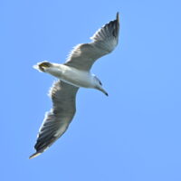 ウミネコ