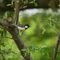 シジュウカラ