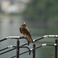 トビ