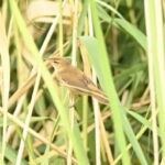 コヨシキリ