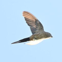 コシアカツバメ
